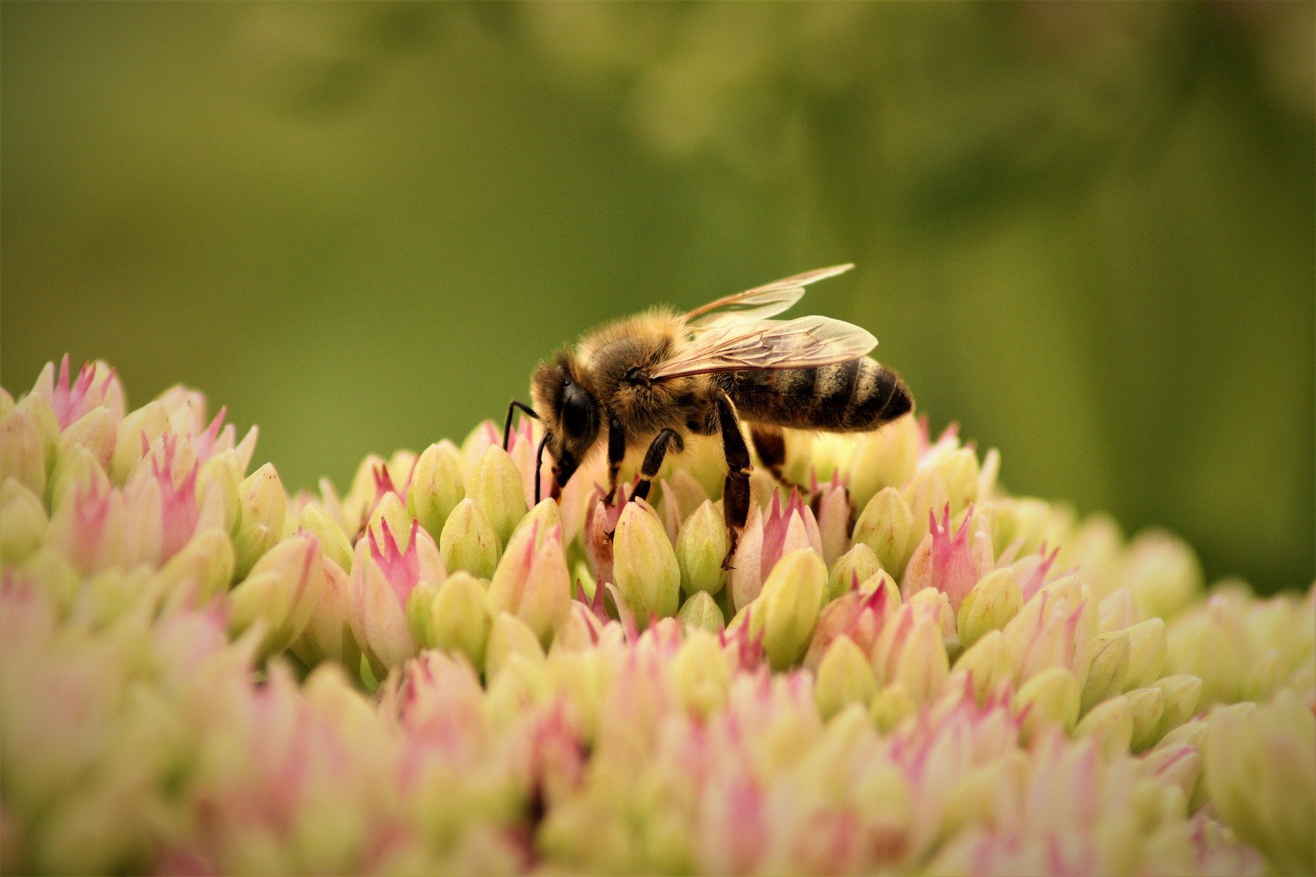 Biene als Widget Slideshow